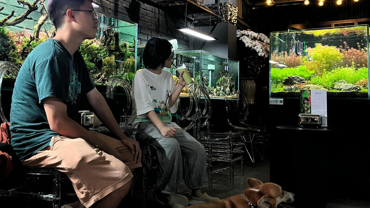 Bình An mở quán cà phê kết hợp showroom thủy sinh tại biệt thự ở Nam Từ Liêm, Hà Nội