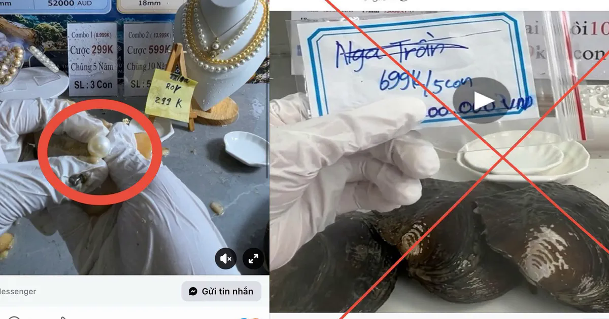 Công an TP Hồ Chí Minh chỉ ra 3 bước lừa đảo trong livestream “khui ngọc trai” hứa trúng tiền tỷ