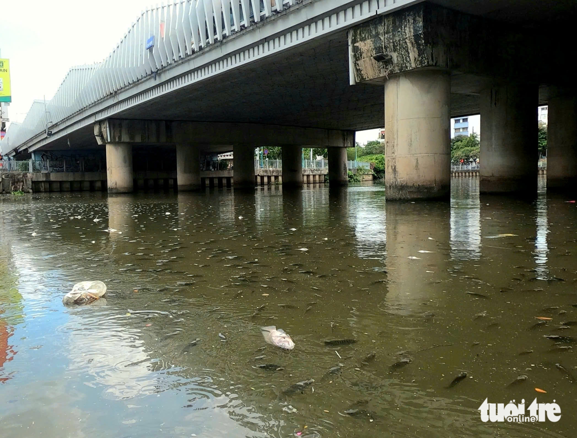雨季初雨后，Nhiêu Lộc - Thị Nghè运河上鱼群密集浮出水面
