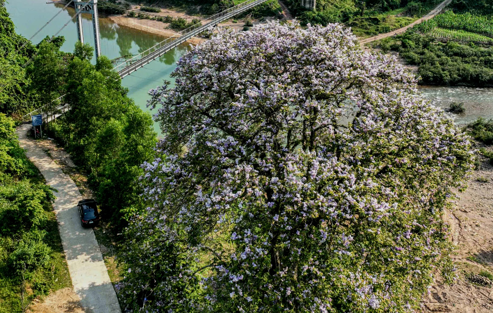两米粗的巨型紫薇树吸引游客在上游打卡