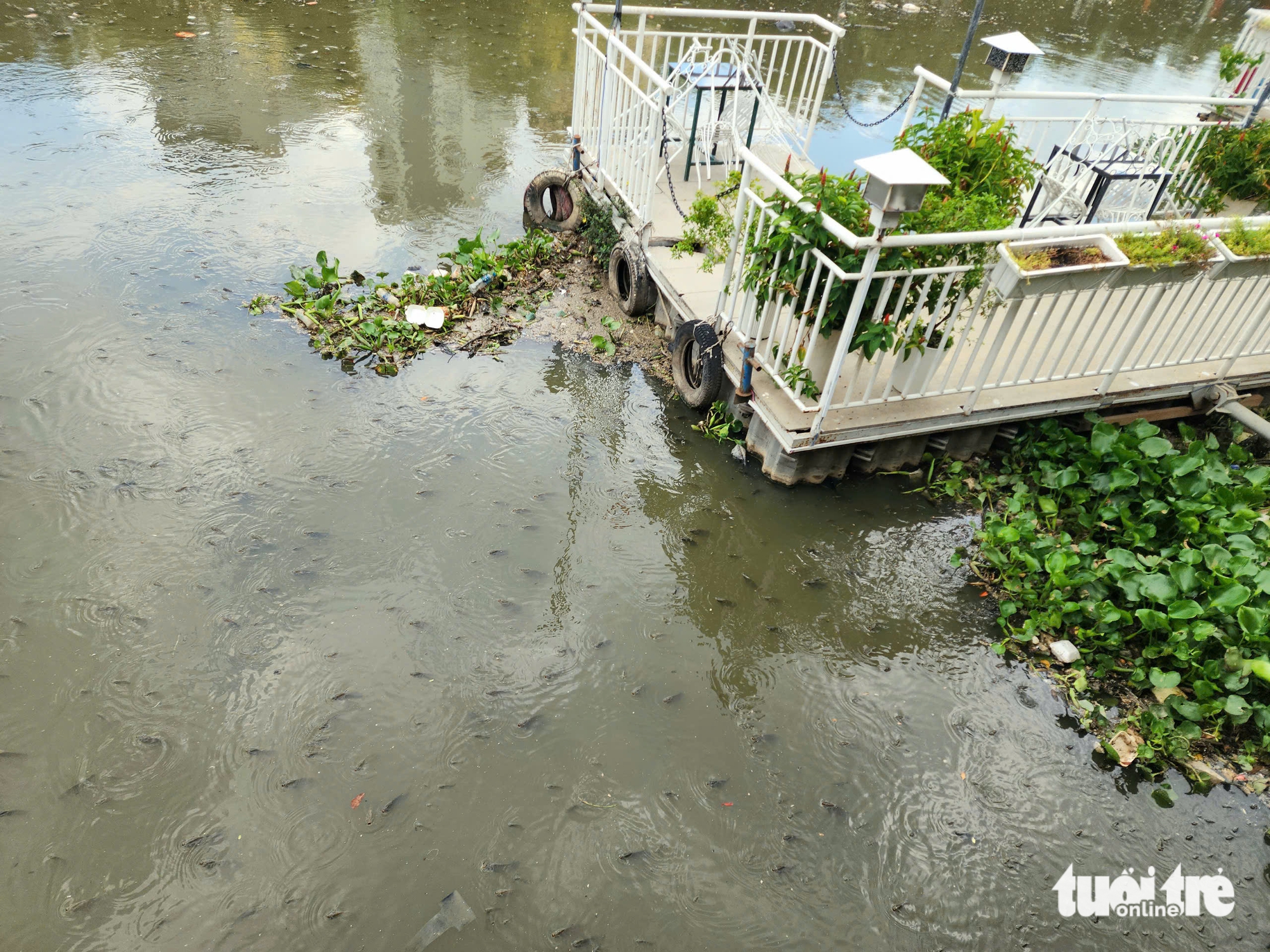 雨季初雨后，Nhiêu Lộc - Thị Nghè运河上鱼群密集浮出水面