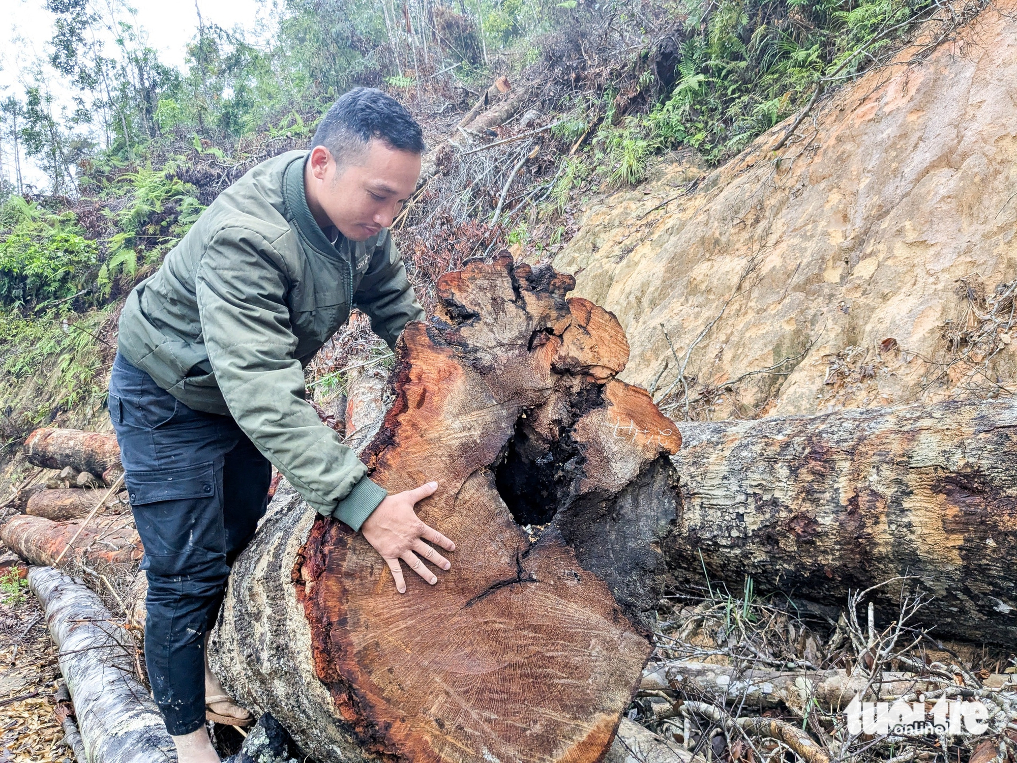数千棵巨大树木被砍伐用于开路项目