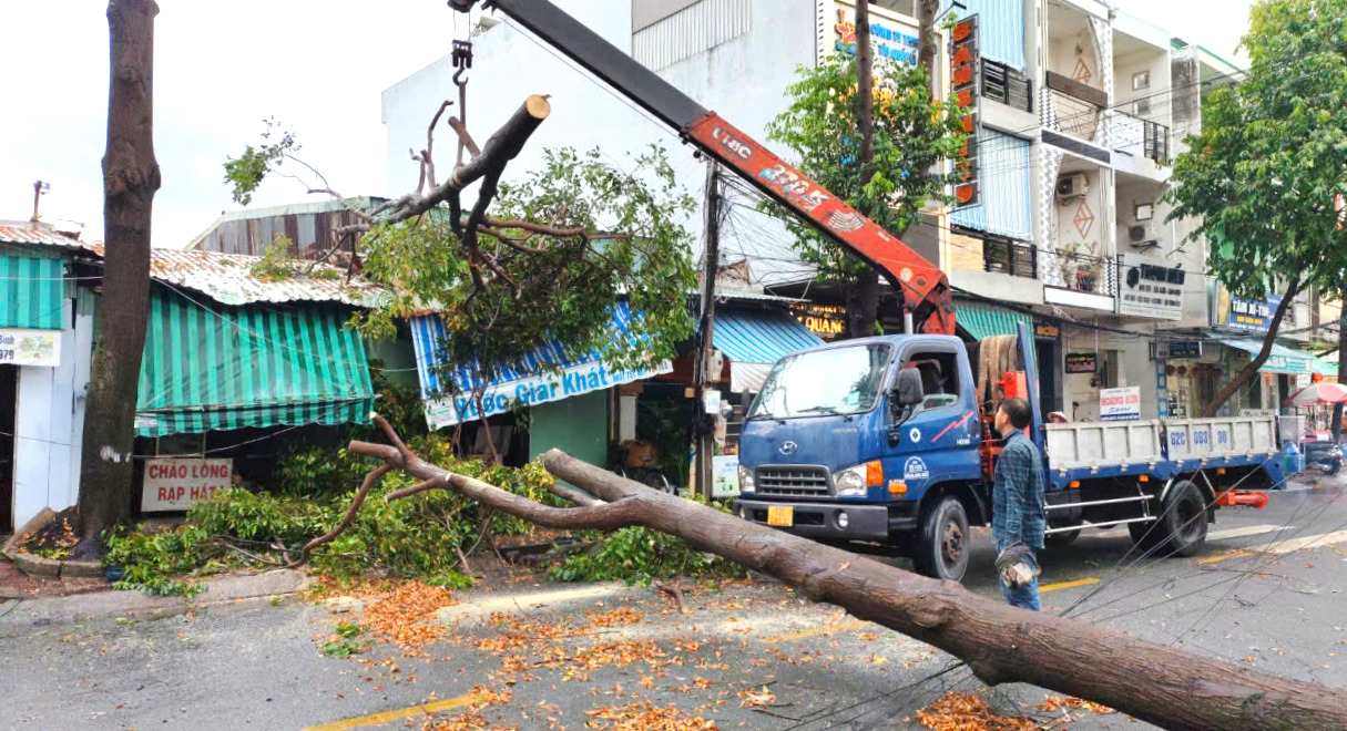 新安市大雨，多棵树木倒下