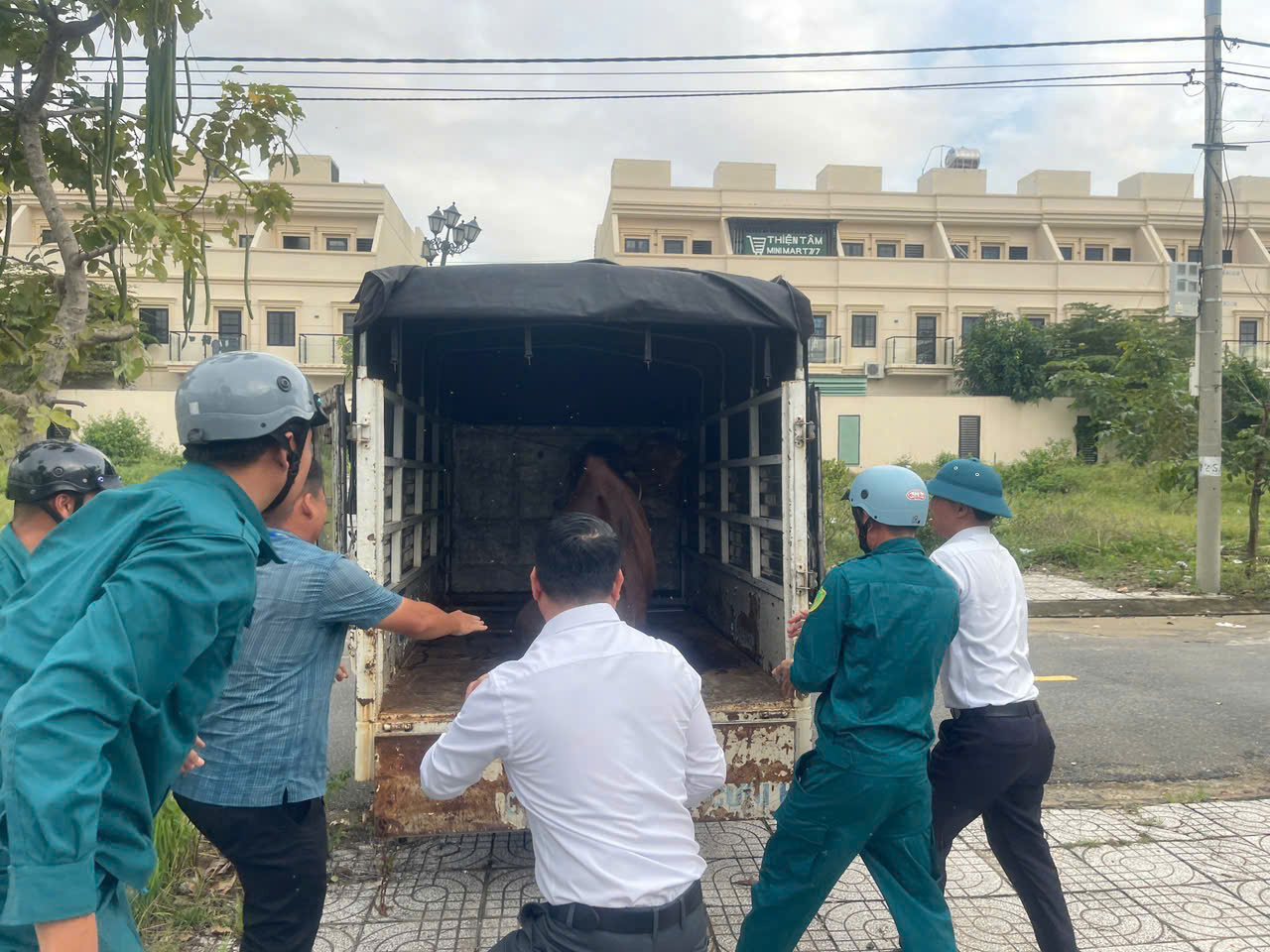 核实放养牛群主人，牛在岘港街头撞伤小孩