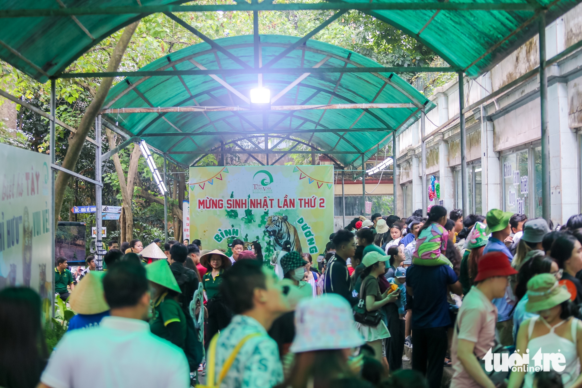 平阳动物园的两只小老虎平和阳满两岁：依然相拥而睡，爱淋雨